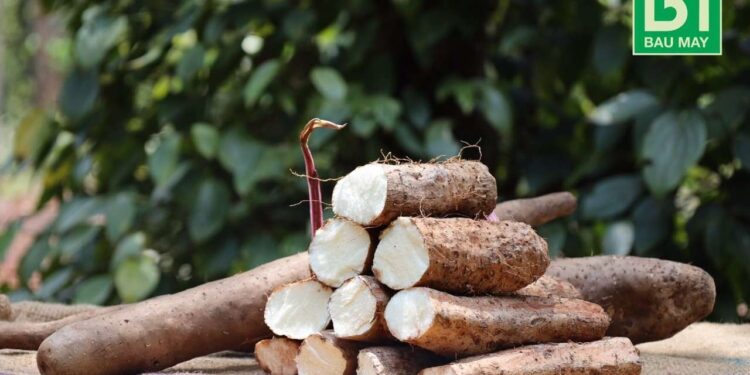 BÚN TƯƠI HOÀI SƠN– SẢN PHẨM TIÊU BIỂU TỪ CỦ HOÀI SƠN BẦU MÂY